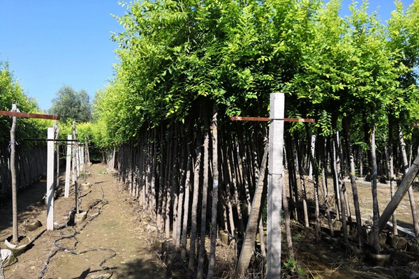 1570366395147054.jpg 直供:金葉榆容器苗價格合理規(guī)格齊全