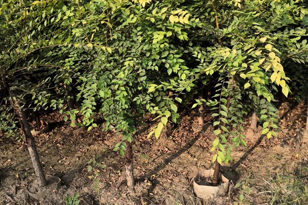 1570366404495823.jpg 直供:金葉榆容器苗價格合理規(guī)格齊全