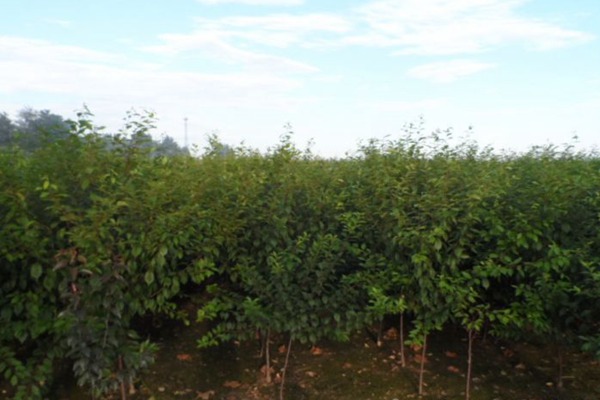 1570791280698995.jpg 山杏苗木市場(chǎng)行情以及最新價(jià)格