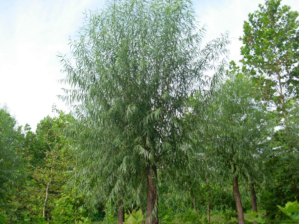 1570791749129292.jpg 國內(nèi)10公分饅頭柳最新價格