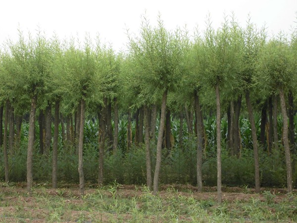 1570791758611824.jpg 國內(nèi)10公分饅頭柳最新價格