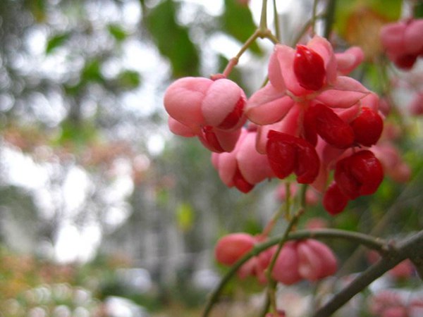 絲棉木最新價(jià)格表，多少錢一棵