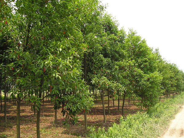 絲棉木最新價(jià)格表，多少錢一棵