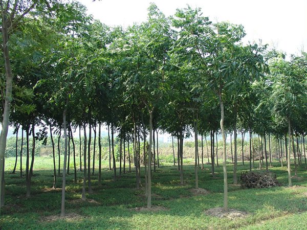 1570792180454717.jpg 五公分的欒樹多少錢