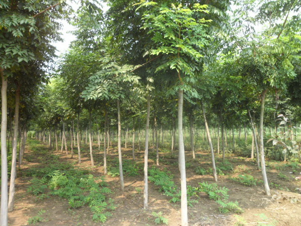 1570792188839193.jpg 五公分的欒樹多少錢