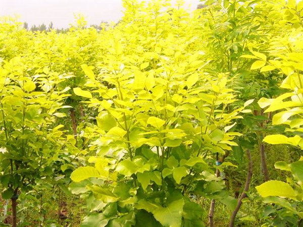 1570793138994228.jpg 10公分金葉白蠟價格是多少