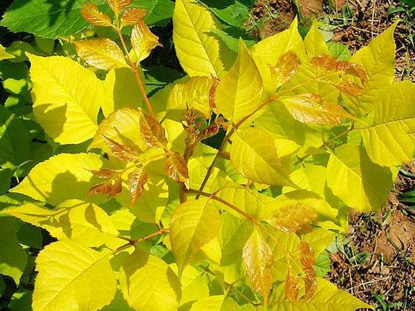 1570793155713217.jpg 10公分金葉白蠟價格是多少