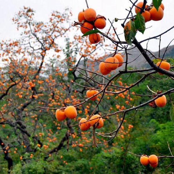 最新柿子樹低價批發(fā)，全國統(tǒng)一發(fā)貨