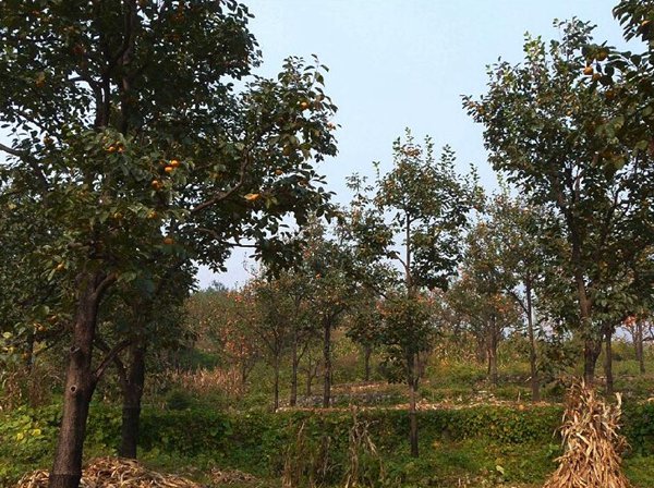 最新柿子樹低價批發(fā)，全國統(tǒng)一發(fā)貨