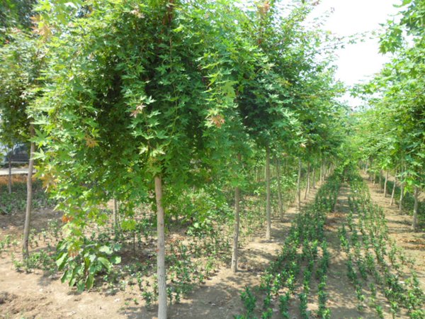 五角楓樹苗哪家好，優(yōu)勢有哪些