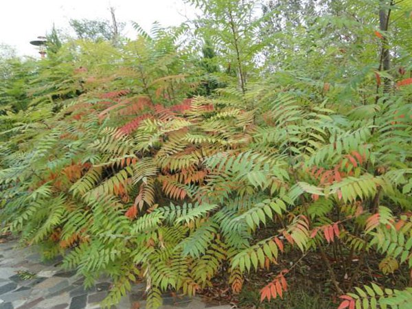 1571020021243923.jpg 國(guó)內(nèi)10公分臭椿樹(shù)價(jià)格