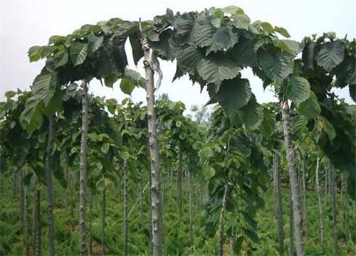 1571020171690573.jpg 基地直供:大葉垂榆多少錢一棵