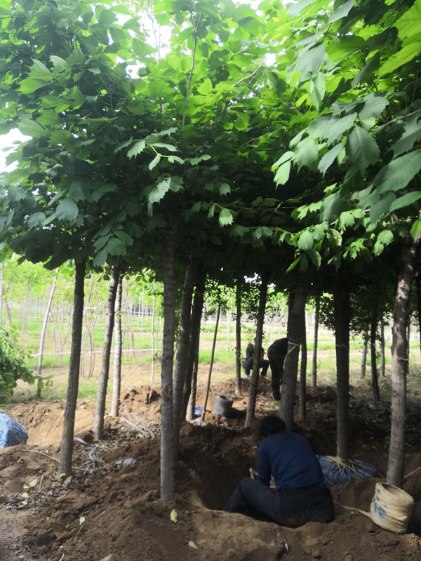 1571020290159563.jpg 全面了解2019年裂葉榆市場價格多少錢