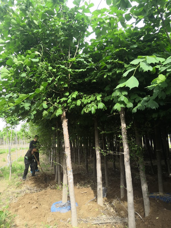 1571020297304421.jpg 全面了解2019年裂葉榆市場價格多少錢