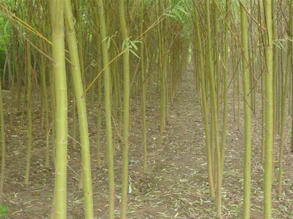 1571020421929620.jpg 黃皮柳苗木基地大量?jī)?yōu)惠出售