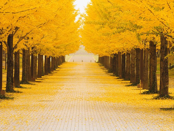 1571020822408223.jpg 2019國內(nèi)苗木市場銀杏樹多少錢一棵