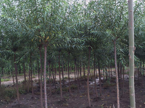 垂柳樹苗2公分報價，多少錢一顆