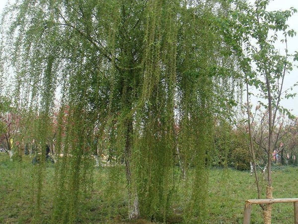 垂柳樹苗2公分報價，多少錢一顆