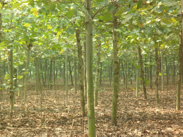 1571021093888114.jpg 法桐樹苗價格批發(fā)市場價格一覽表