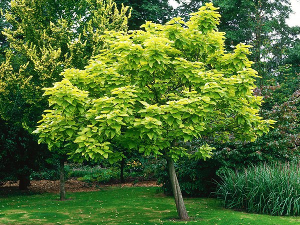 基地常年供應(yīng)優(yōu)質(zhì)梓樹，品質(zhì)有保證