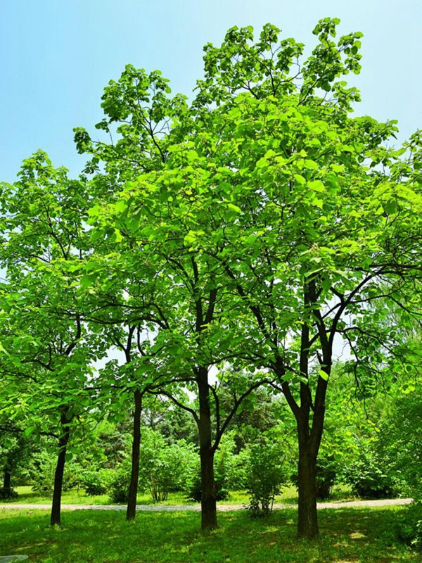 基地常年供應(yīng)優(yōu)質(zhì)梓樹，品質(zhì)有保證