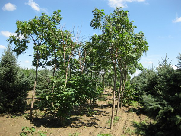 基地常年供應(yīng)優(yōu)質(zhì)梓樹，品質(zhì)有保證