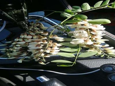 刺槐長得什么樣？什么叫刺槐？