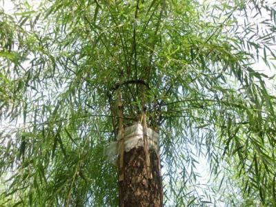 嫁接垂柳相對(duì)于原生垂柳有哪些優(yōu)勢(shì)？