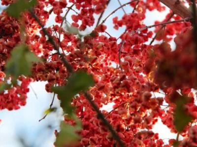 絲棉木最新價格表，多少錢一棵