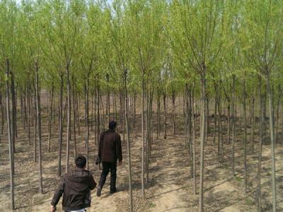 10公分旱柳市場(chǎng)價(jià)格是多少錢(qián)