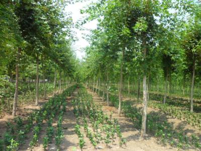 五角楓樹苗哪家好，優(yōu)勢(shì)有哪些