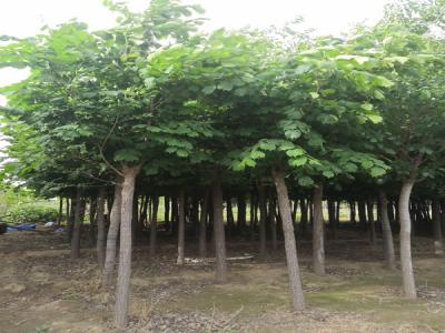 全面了解2020年裂葉榆市場價(jià)格多少錢