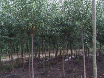 垂柳樹苗2公分報(bào)價，多少錢一顆