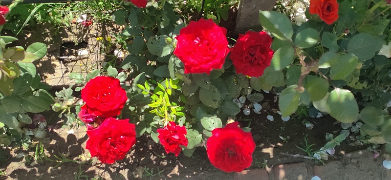 大花月季 大花月季