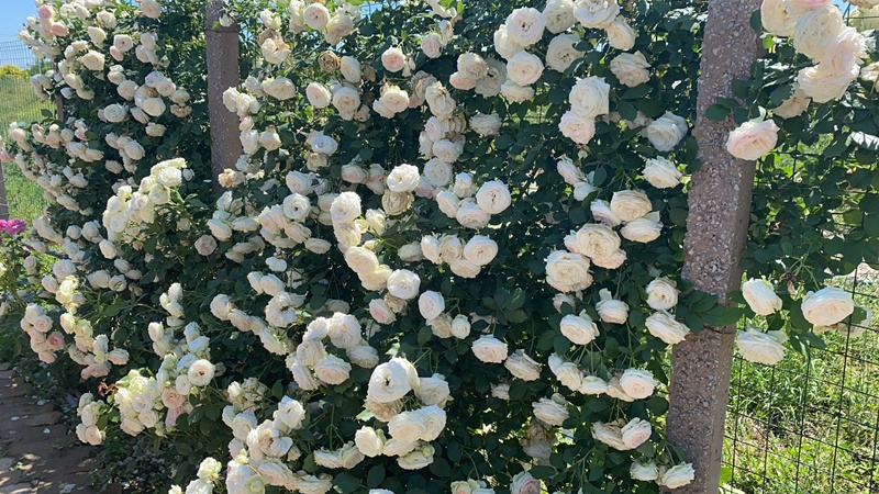 爬藤月季 爬藤月季