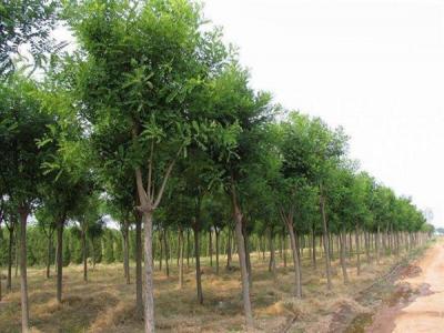 國槐，洋槐，刺槐，泓森槐四者有什么不同？