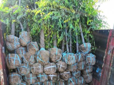 金葉榆到底是灌木還是喬木？