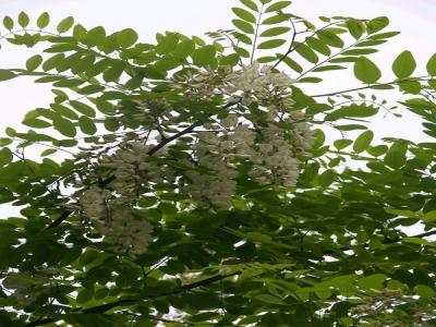 刺槐花可以吃嗎，應該怎么吃？