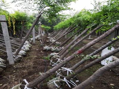 金葉榆嫁接小苗的價格是多少？