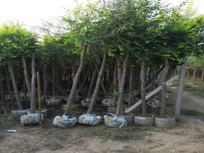 金葉榆的寓意是什么？