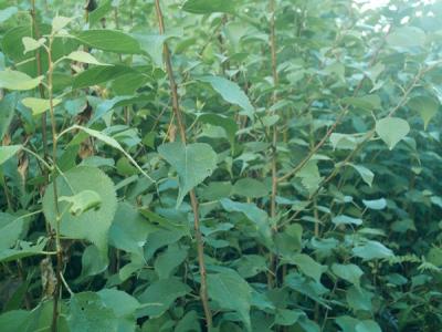 杏樹和山杏樹二者有什么區(qū)別？