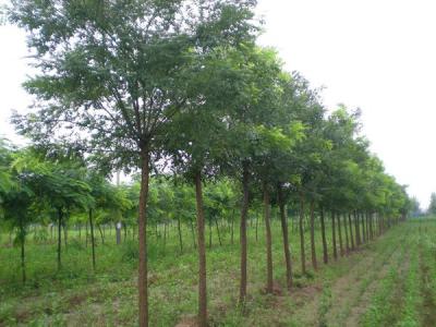 國槐和洋槐二者有什么明顯的區(qū)別？