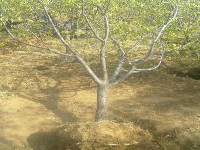 山杏樹十厘米幼苗的市場(chǎng)價(jià)格是多少？