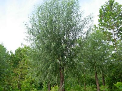 河北保定饅頭柳幼苗應(yīng)該怎么買？