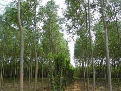 速生柳樹可以用來做什么？