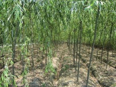 速生柳樹每年可以長粗多少？