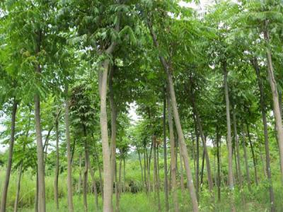 黃山欒樹為什么會(huì)出現(xiàn)滴油的情況？