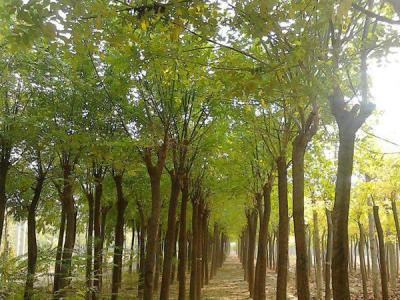 鹽堿地可以栽培速生柳嗎？