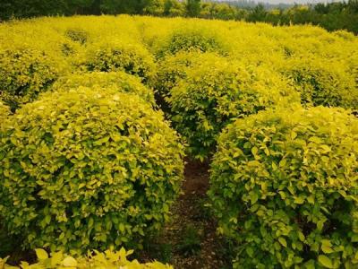 金葉榆球適合什么樣的土質(zhì)？