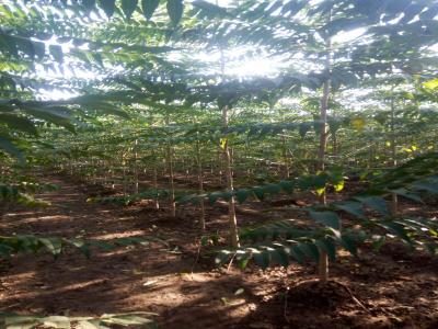 千頭椿和臭椿二者有什么區(qū)別？